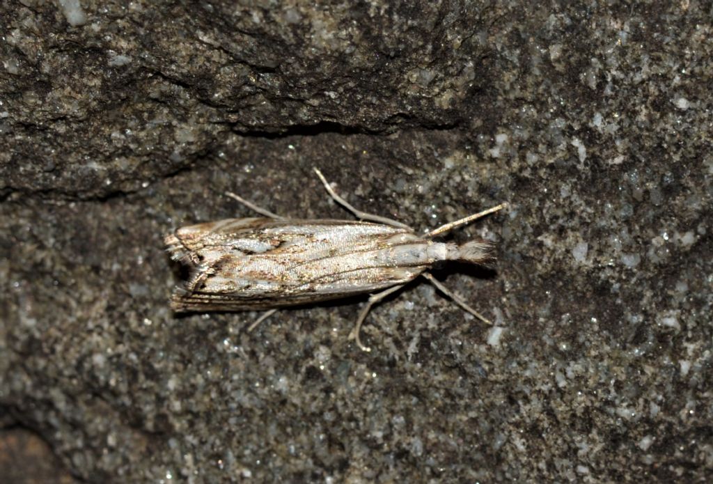 Crambidae da identificare: Catoptria cfr. falsella